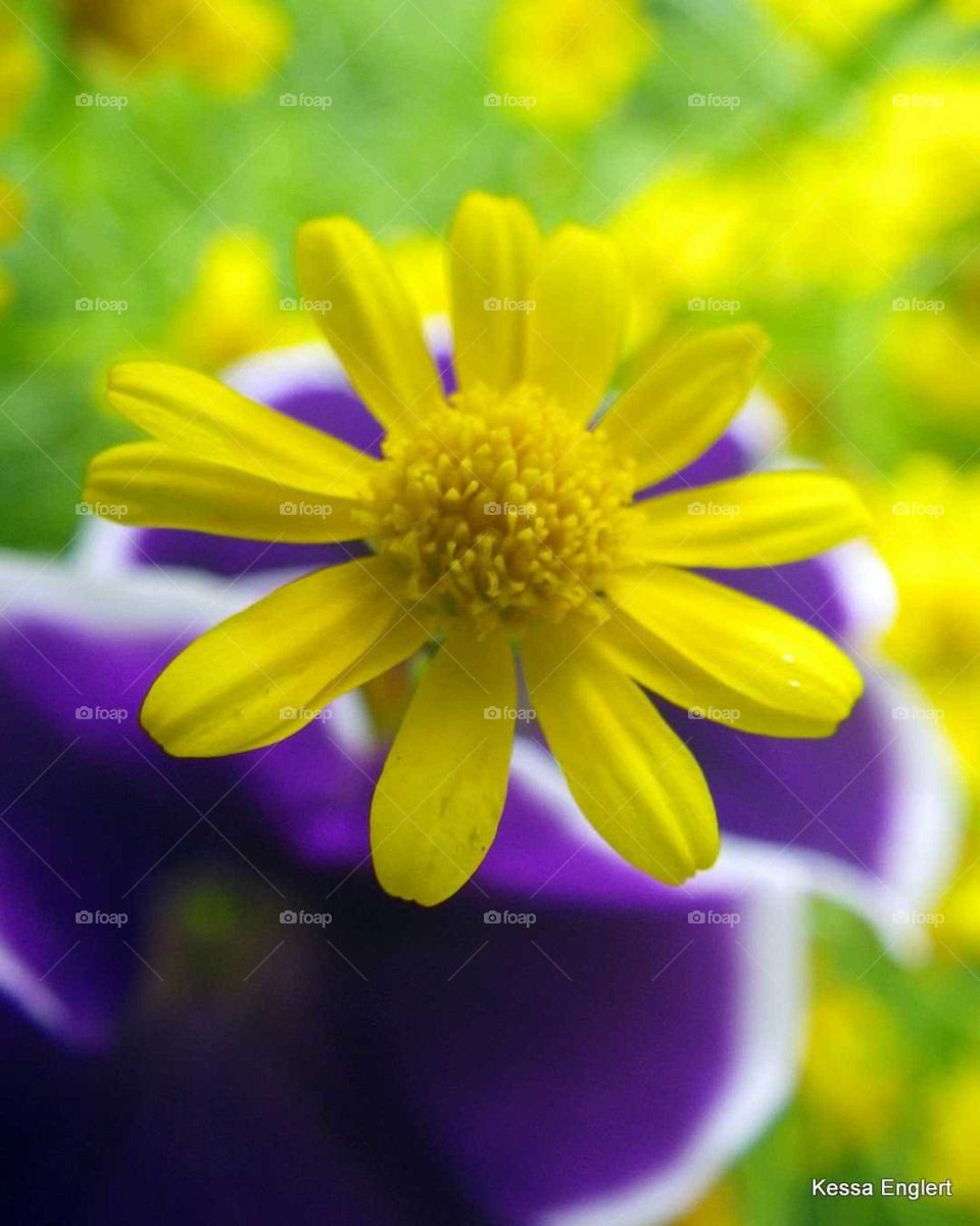 Macro Petunias and Dandelion