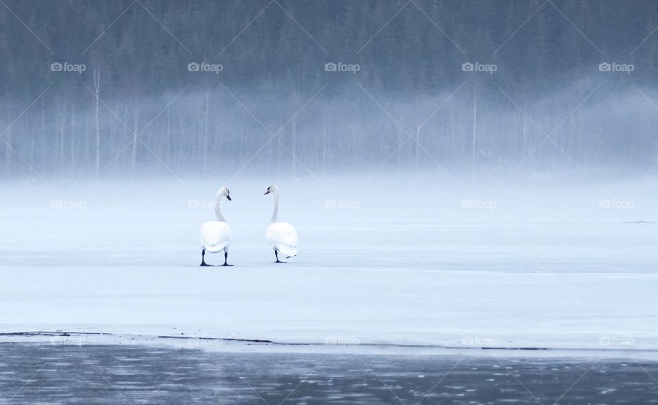 Swan couple on ice