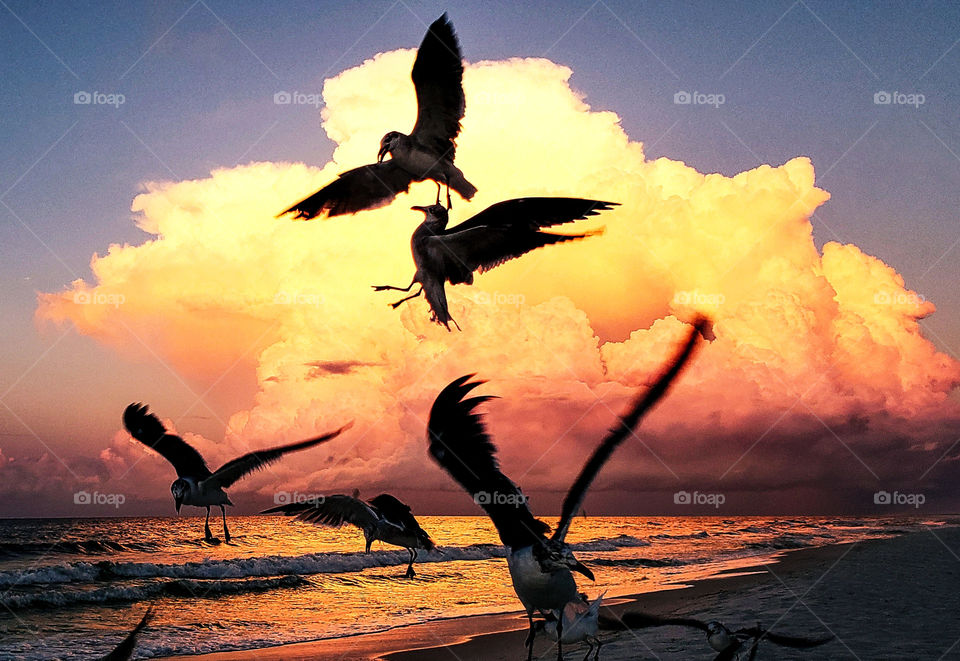 Seagulls in an orange cloud at sea.