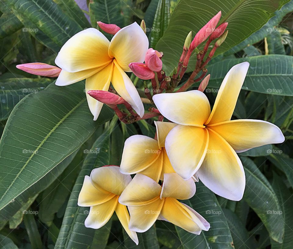 Frangipani flowers 