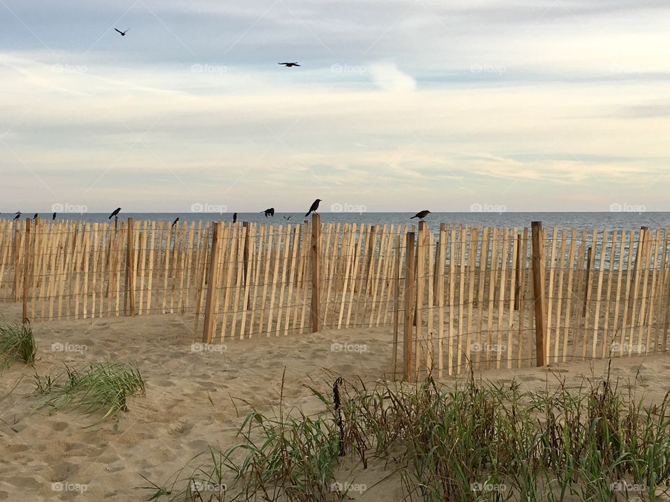 Black birds on beach fence at dawn