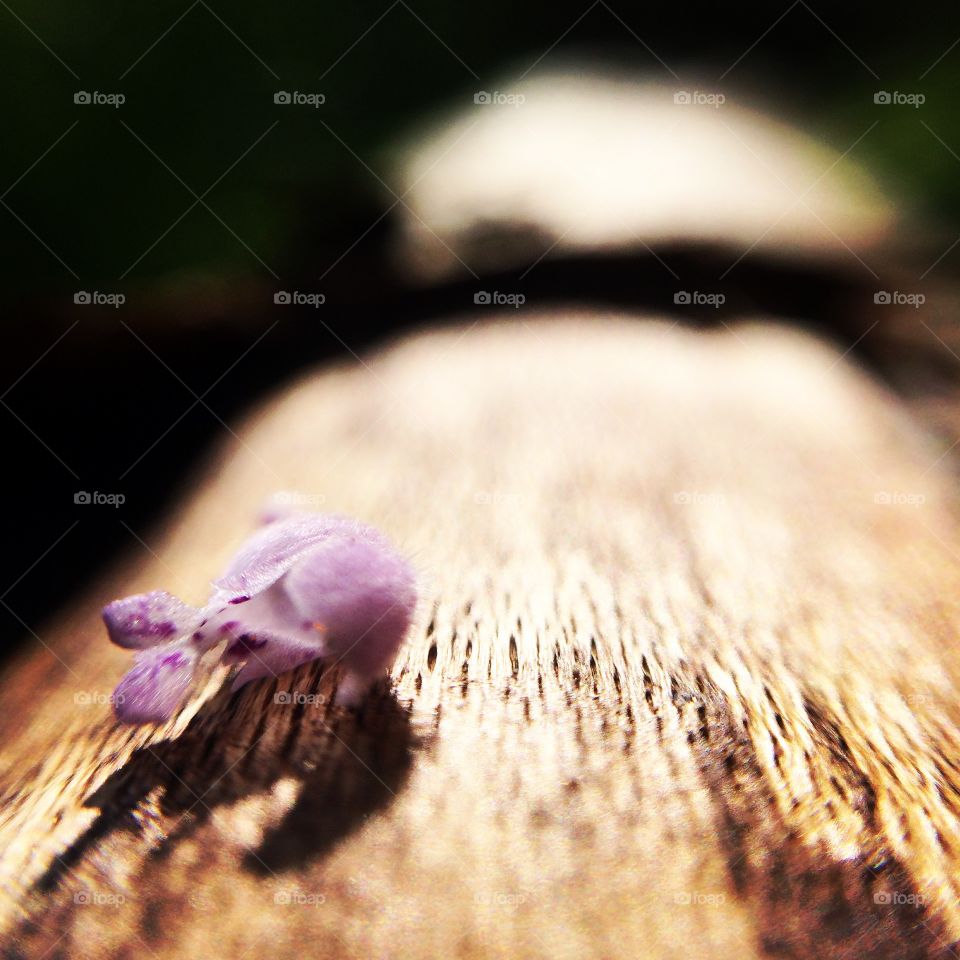 Flower landing. A small purple flower found on a log. 