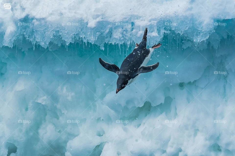 Antarctica penguin diving off the frozen glacier into the sea.