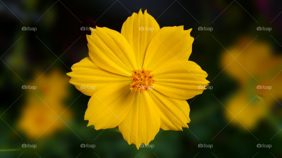 symmetrical flower