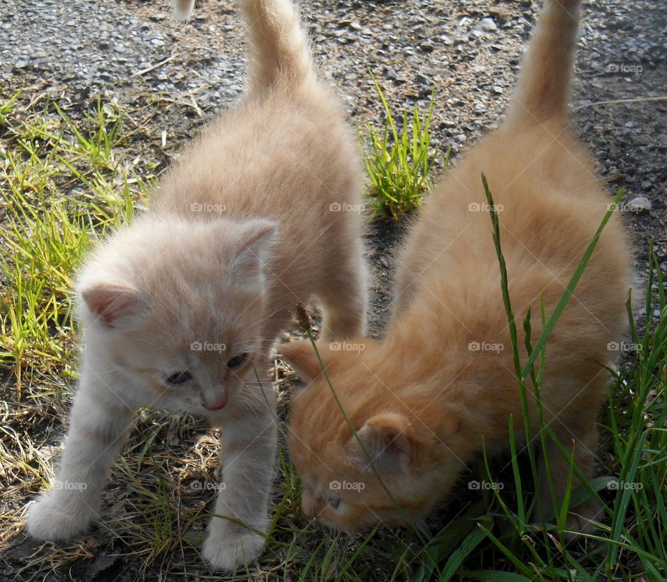 Deux chatons jouant ensemble, bébé chats trop mignon