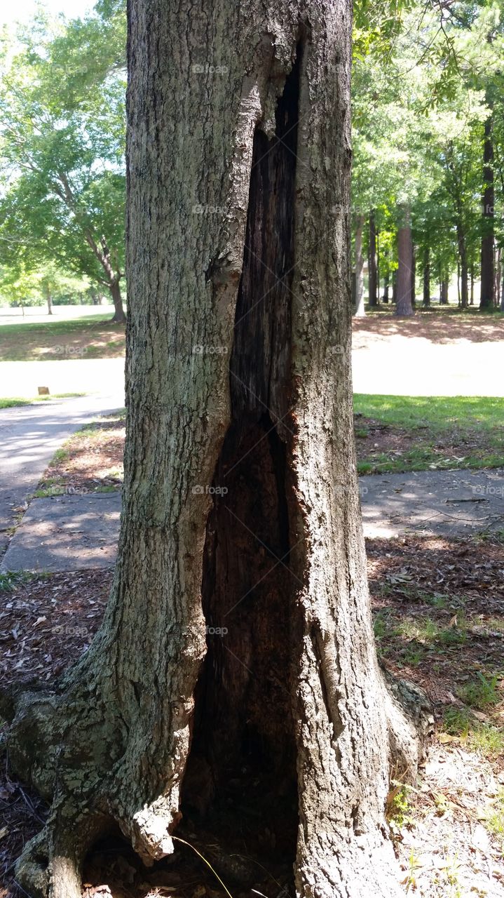 damaged tree