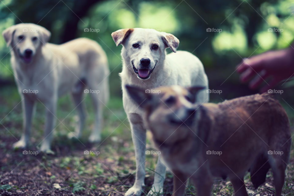 three dogs waiting to eat meat