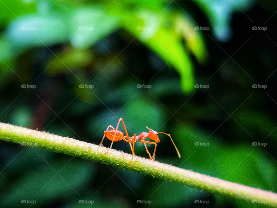 Ant