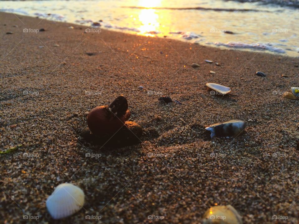 Shells and stones on a beach at sunrise