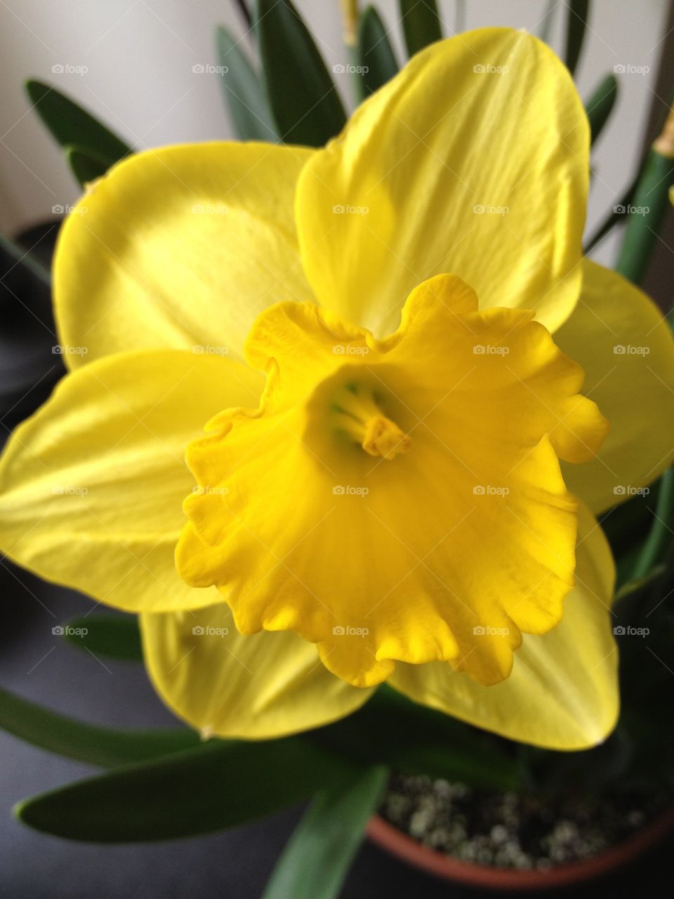 Daffodil. Bright yellow daffodil bloom