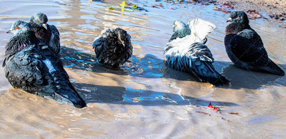 Bird bath in a puddle