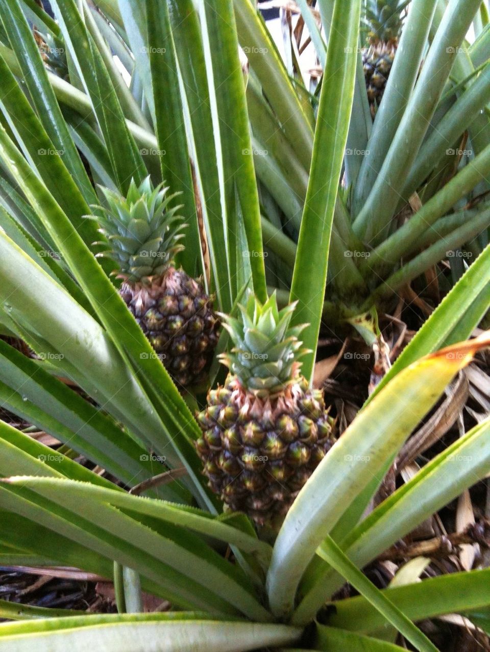 Baby Pineapples