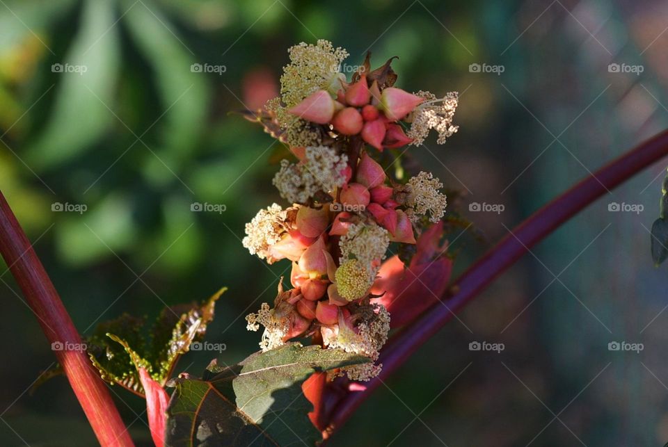 Flower beauty detail