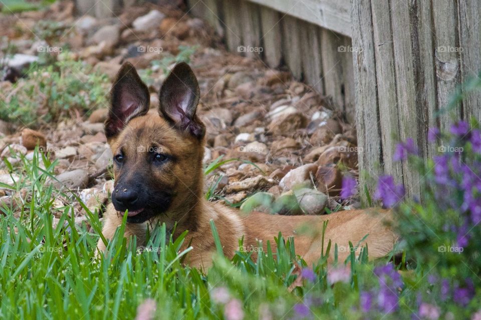 Malinois puppy