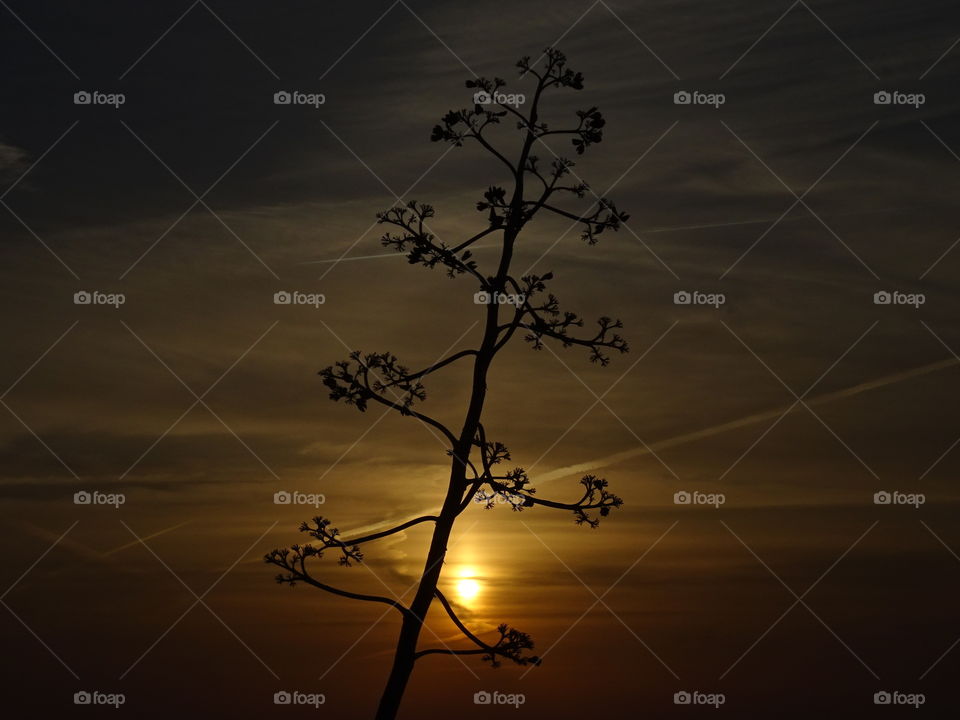 Sunset, Silhouette, Backlit, No Person, Dawn