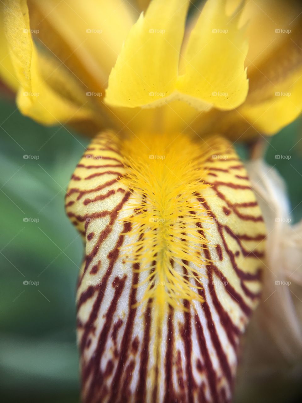 Iris closeup