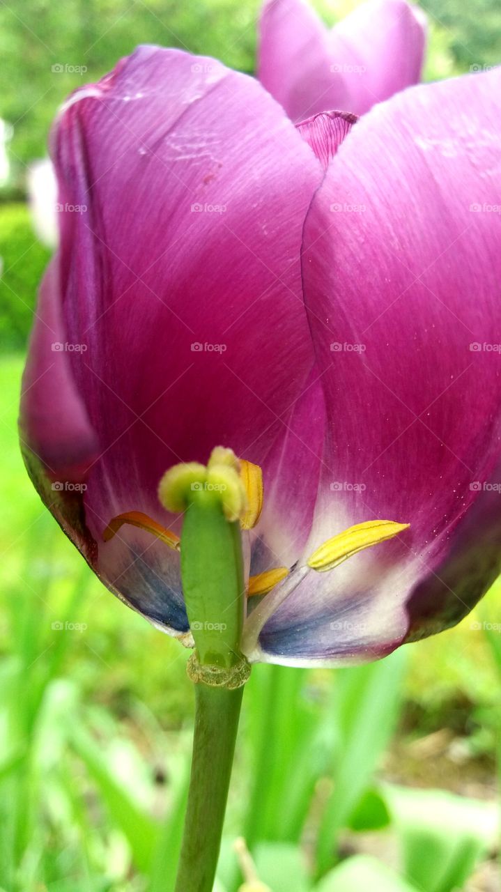 old tulip intense