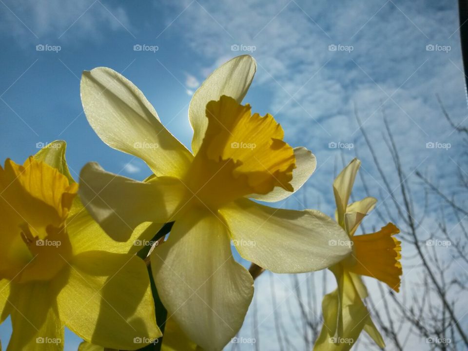 Narcissus against the sky.