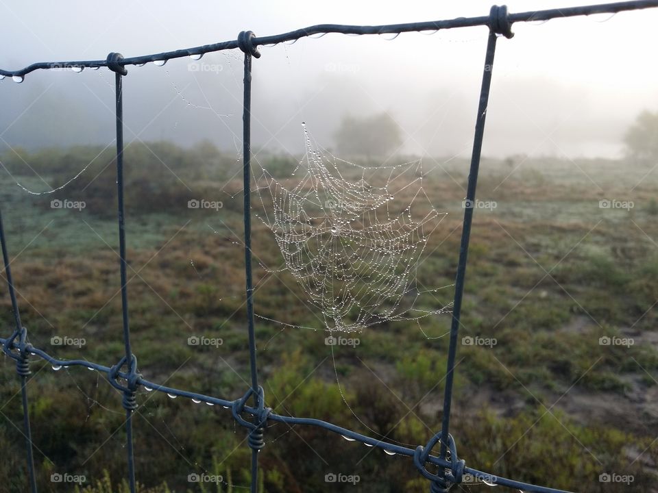 Spider Web on a Fence