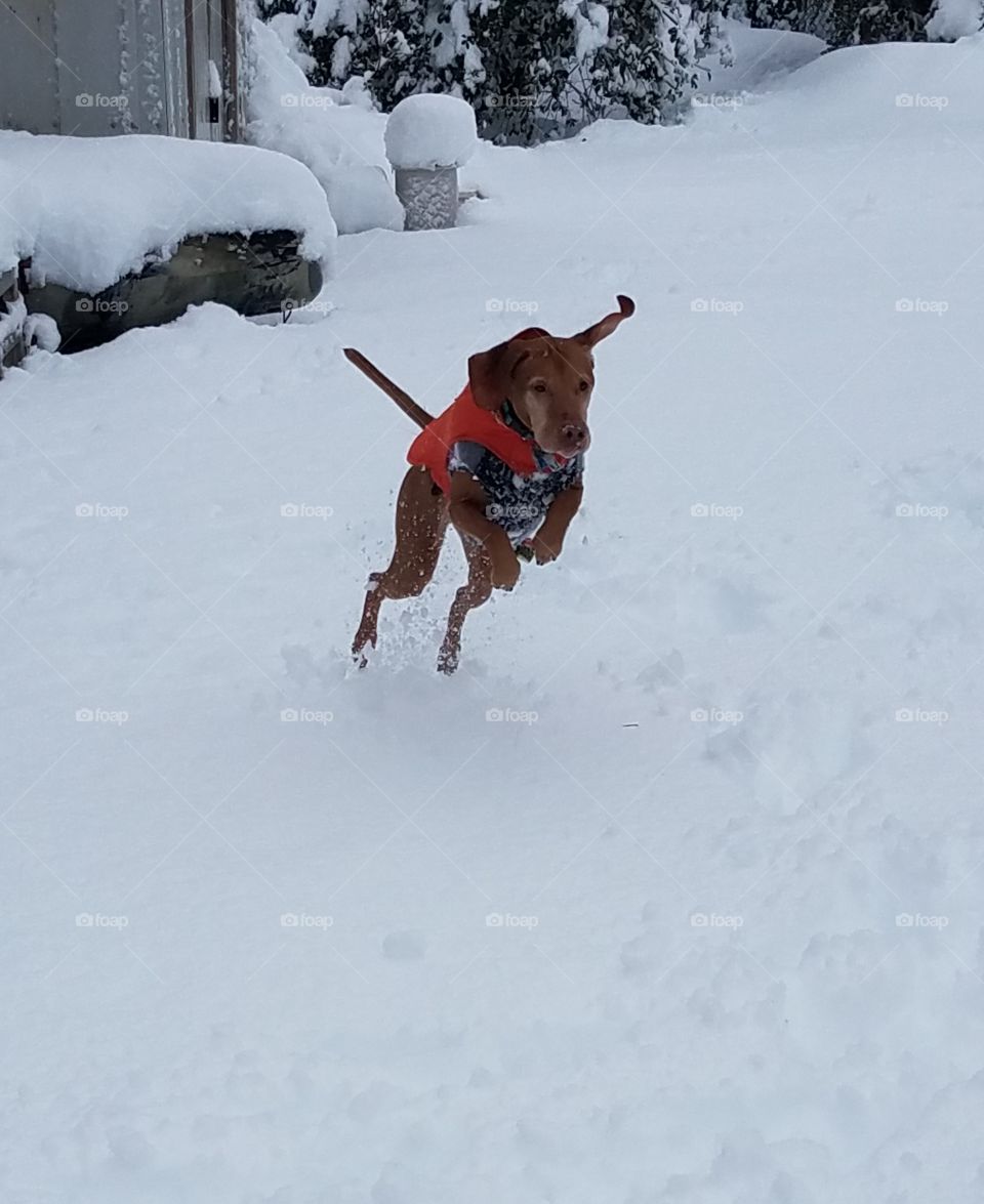 Toby leaping through snow