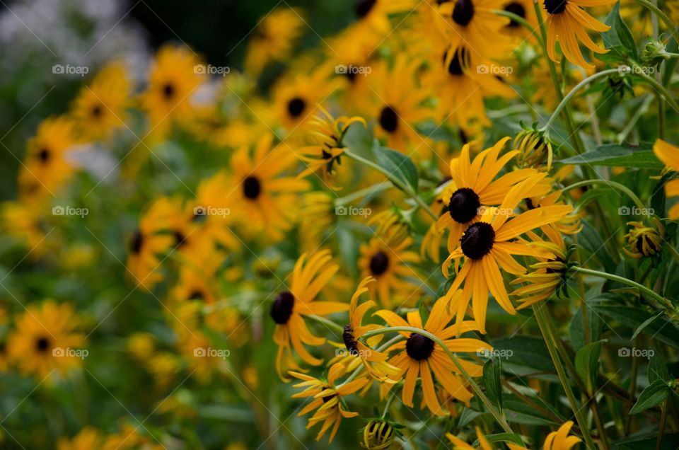 Beautiful flowers in the garden