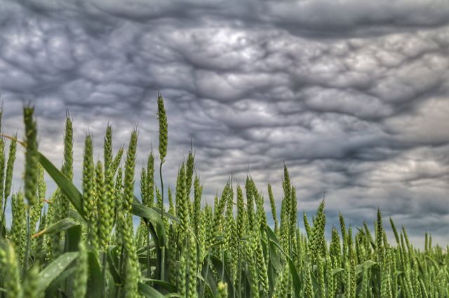 Fields of green