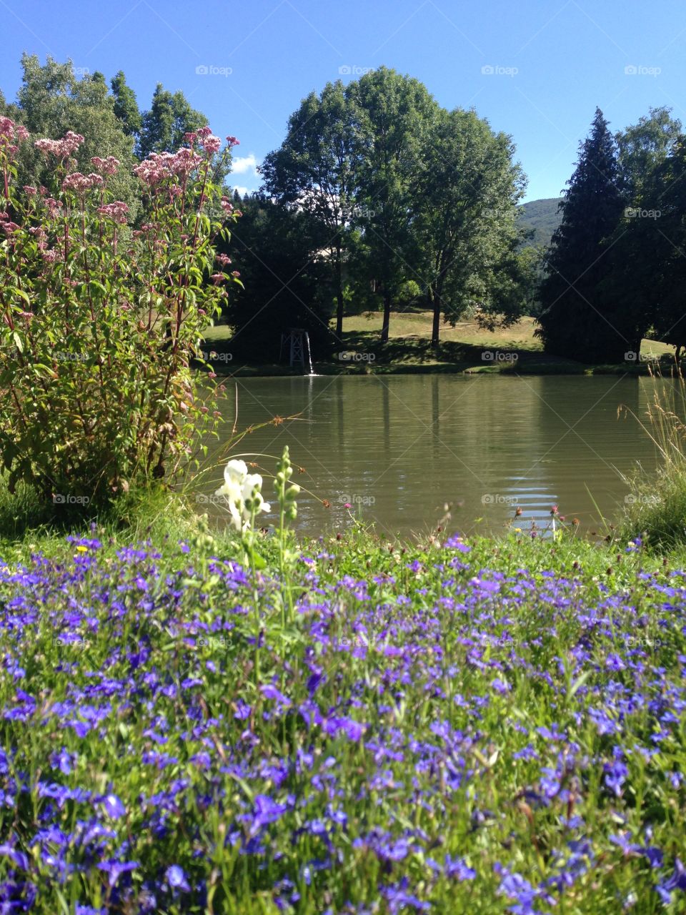 Purple flowering field and lake