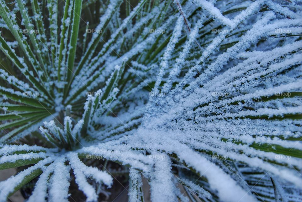 Snow on a palmtree leaf