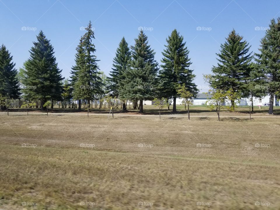 Tree, Landscape, Wood, Nature, No Person