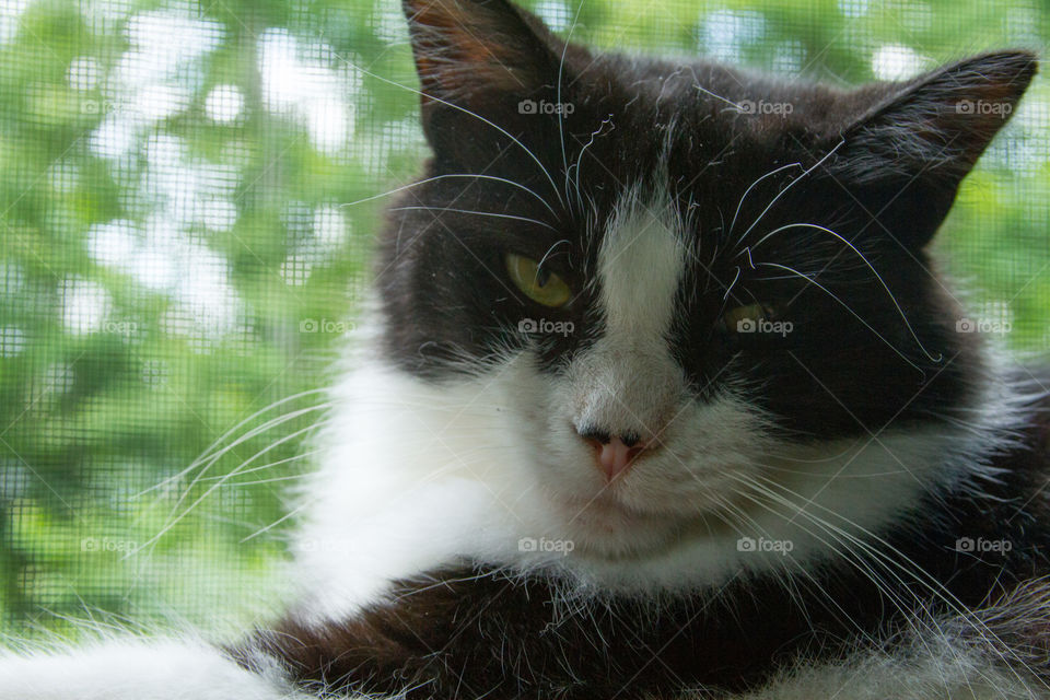 cat in the window. a tuxedo cat