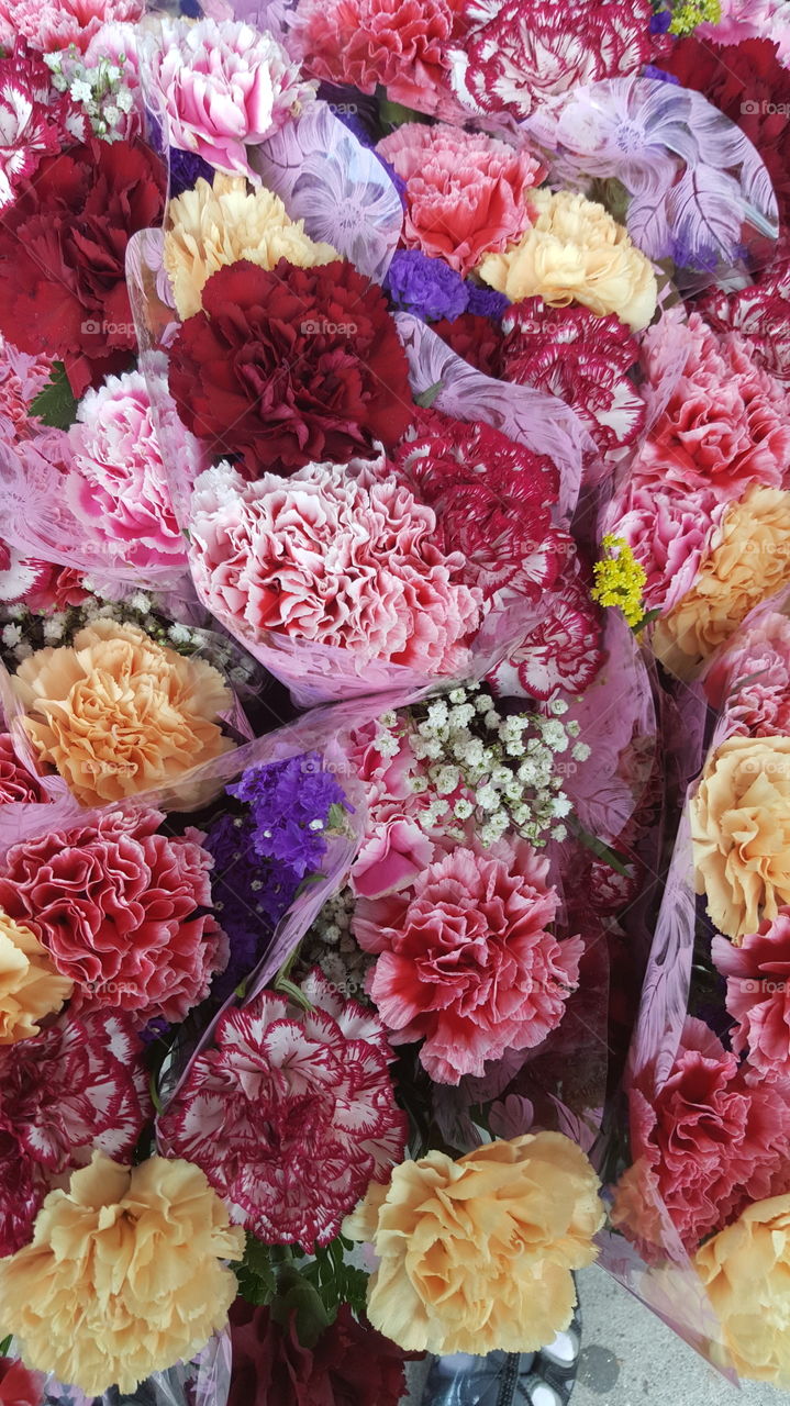 carnations. carrnations