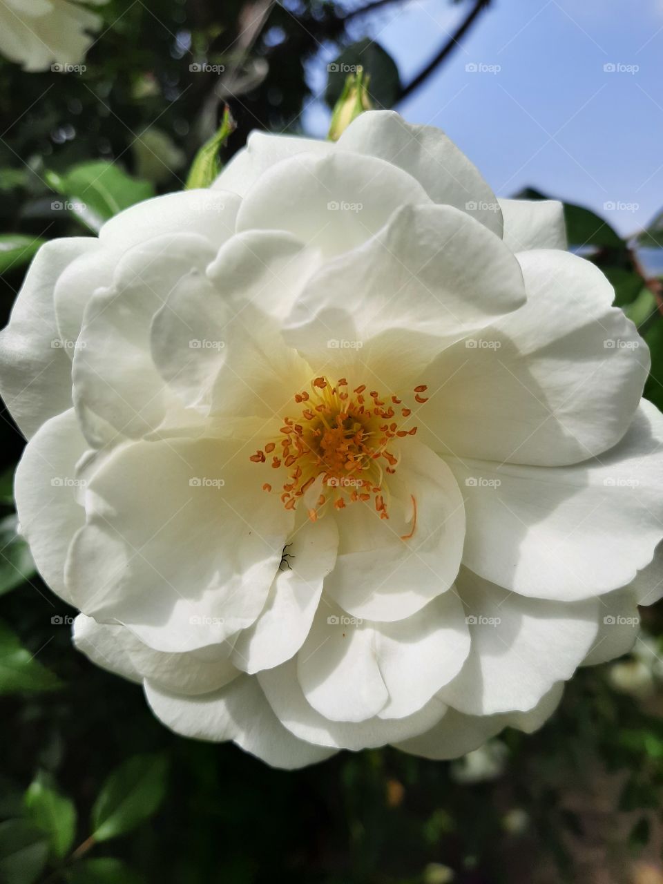 White rose