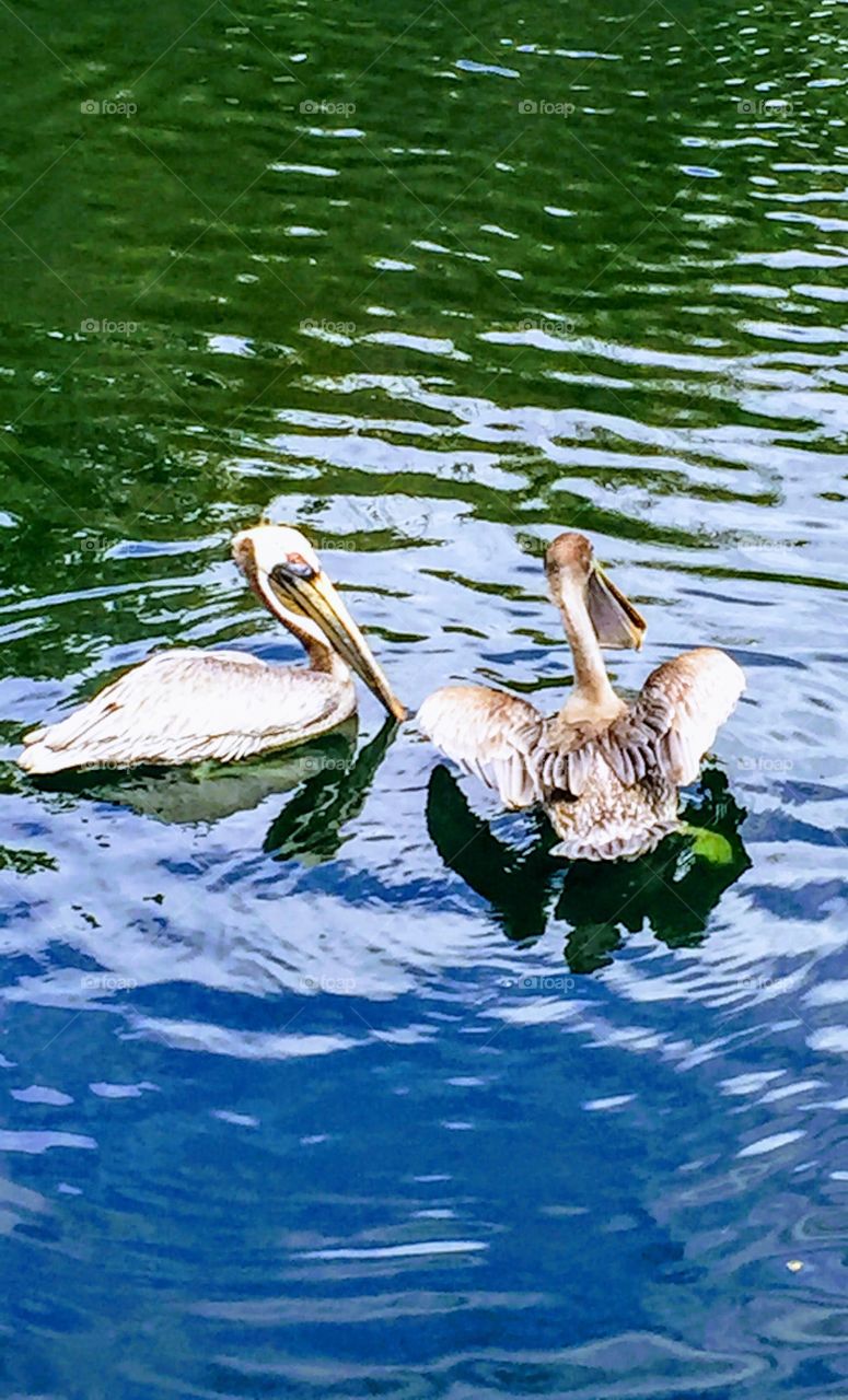 Playing pelicans 