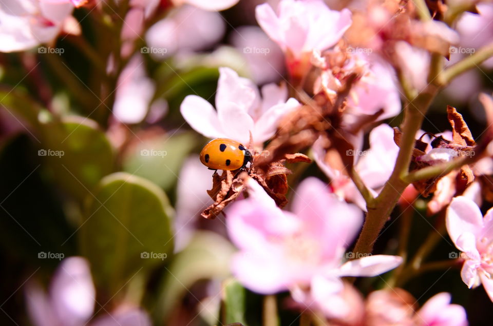 Macro betel 