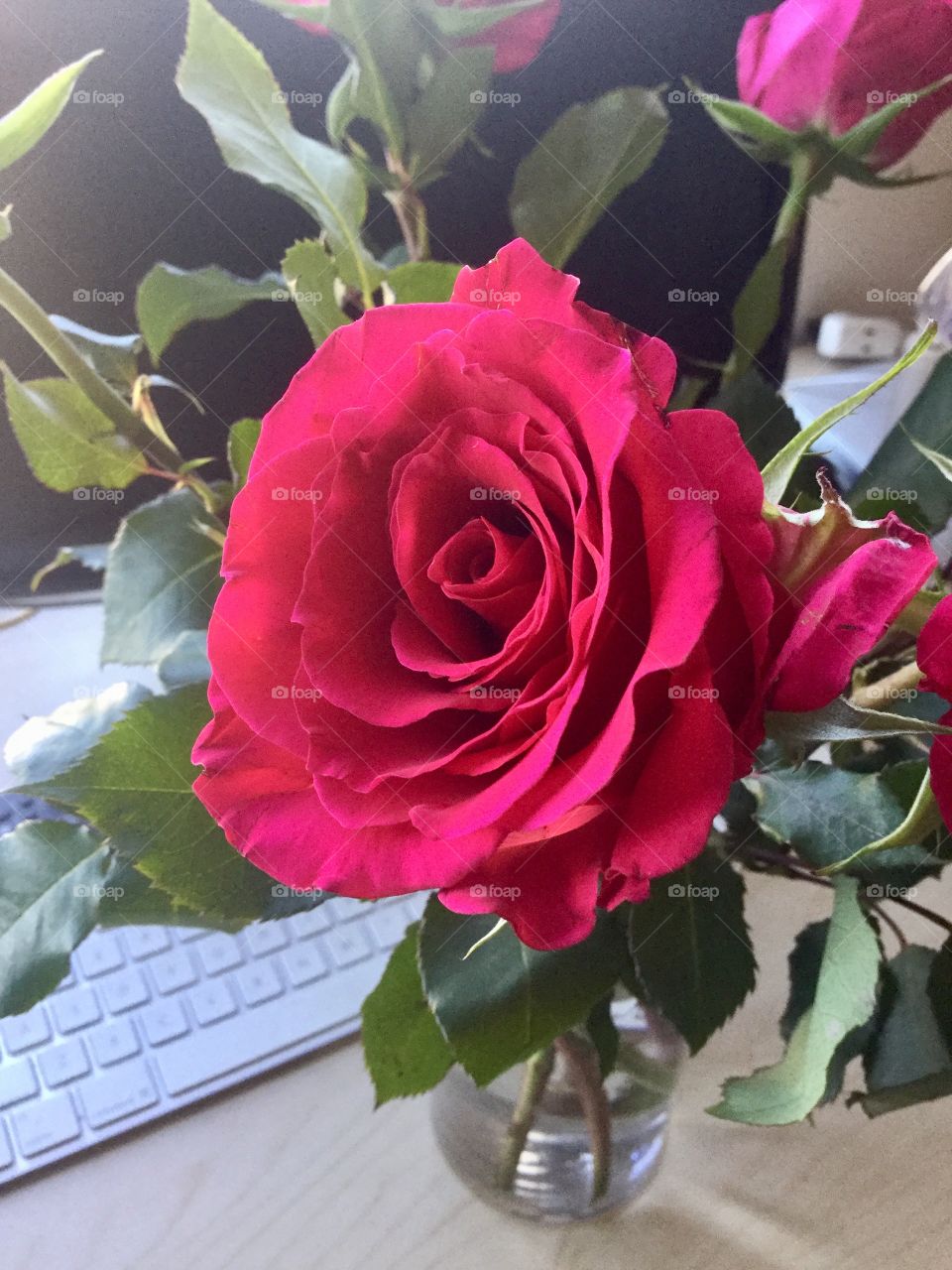 Rose, Flower, Romance, Love, Bouquet