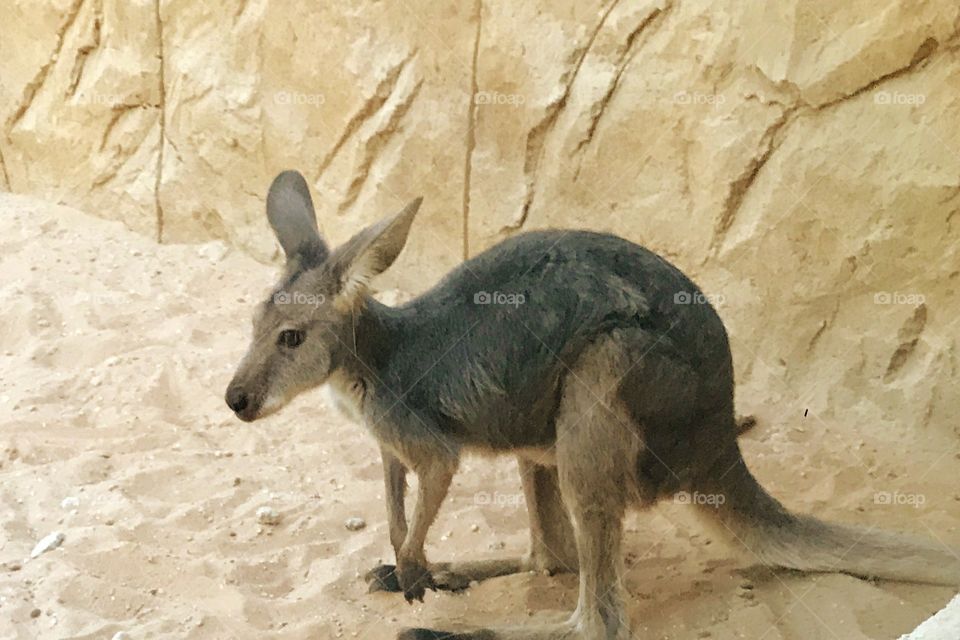 kangaroo