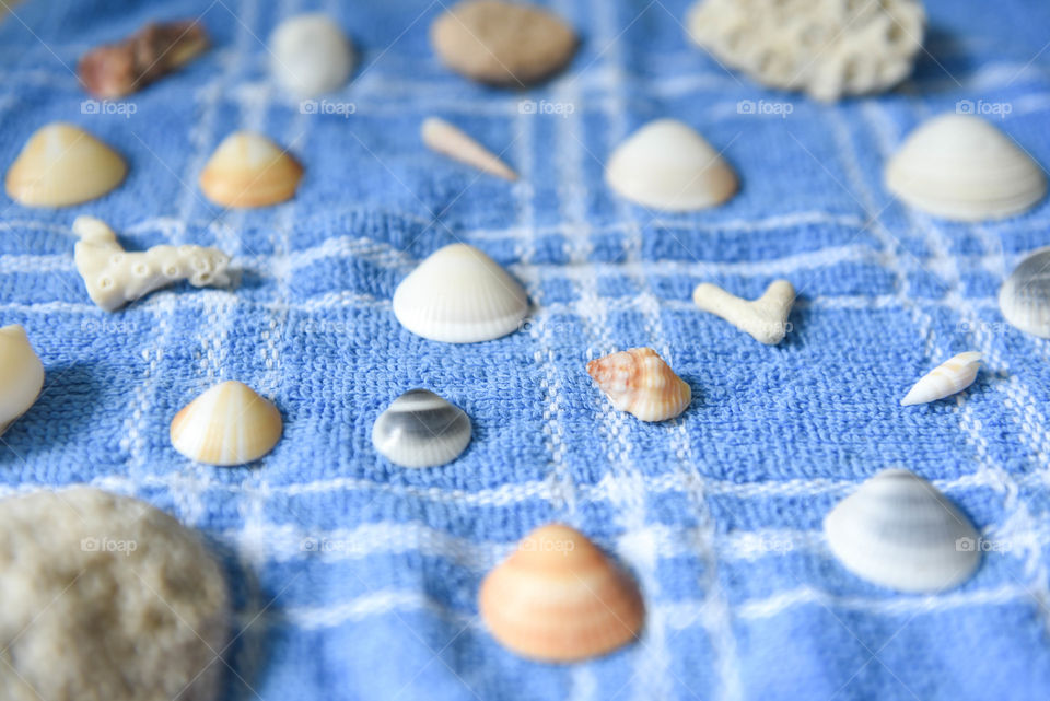 Close-up of a collection of seashells drying on a towel