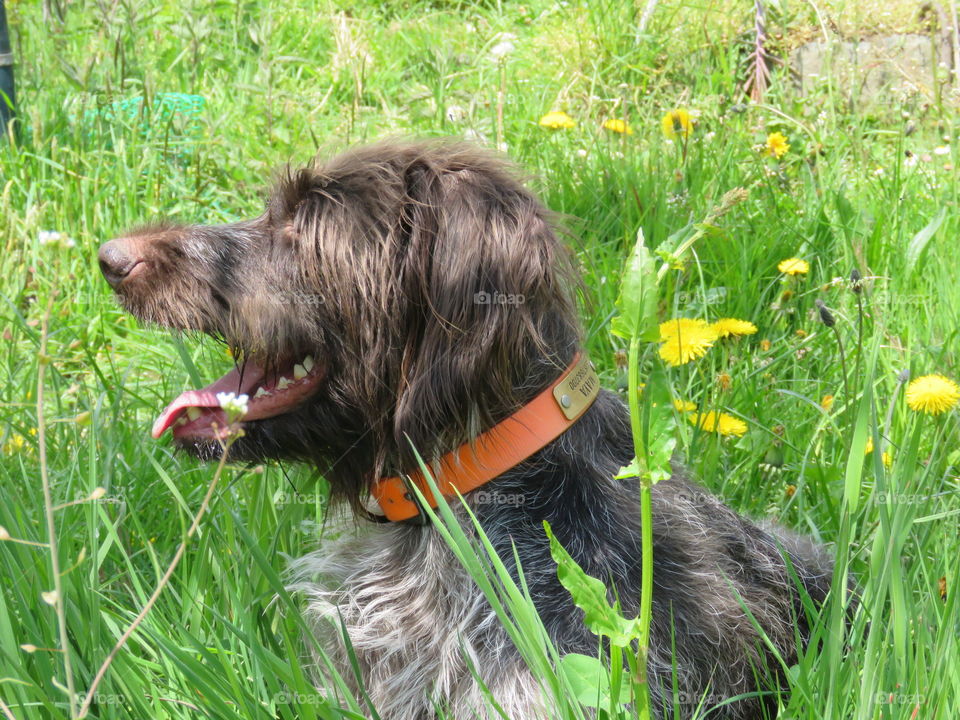 drahthaar dog summer grass
