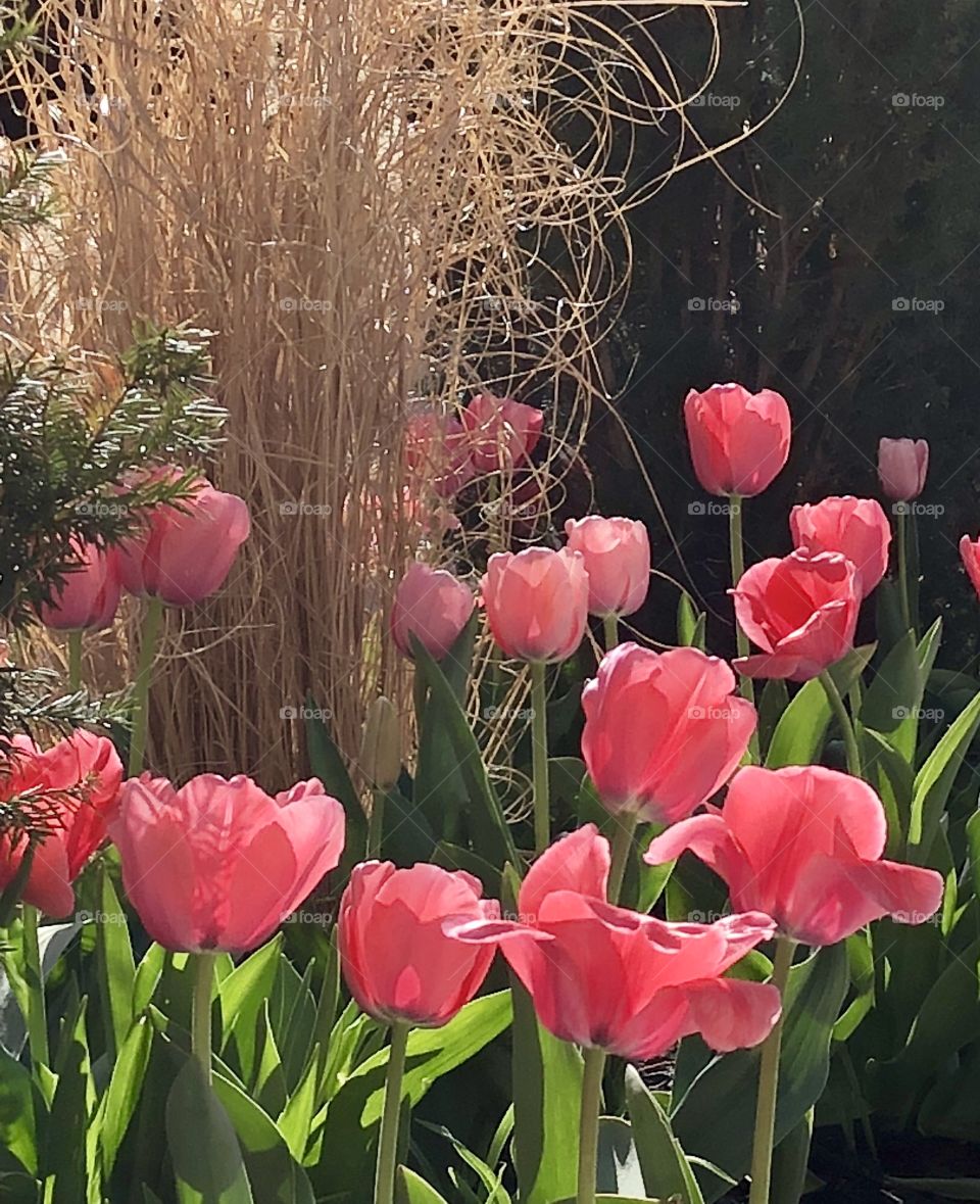 Pink tulips