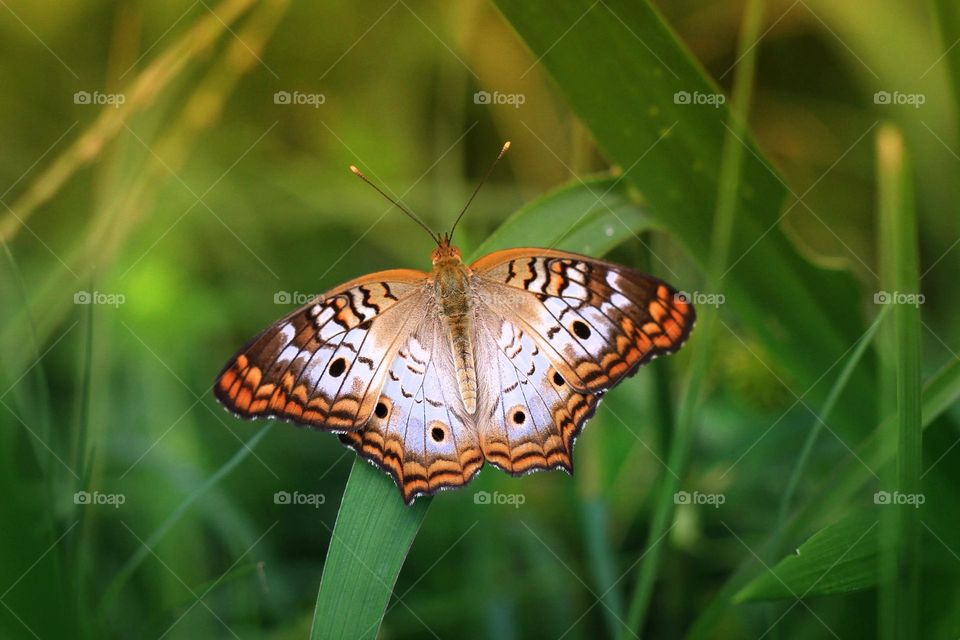 Beautiful and colourful butterfly