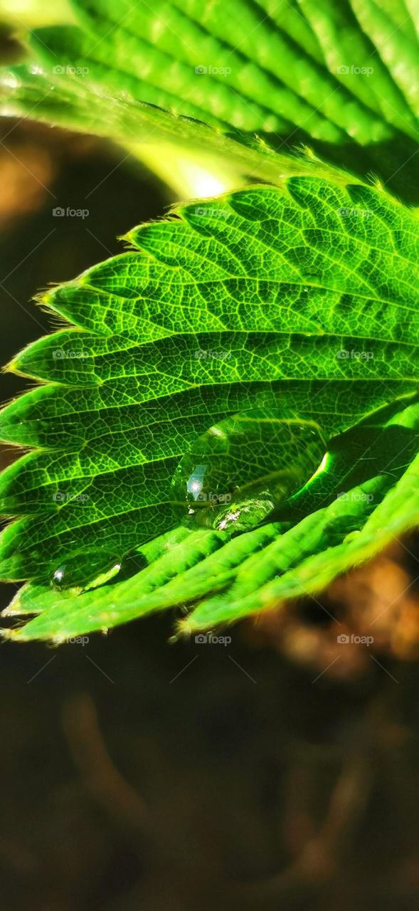 raindrop for strawberry