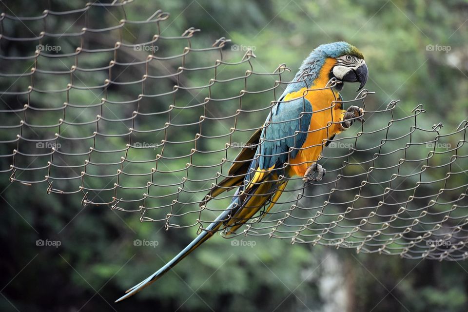 Australian Parrot / Bird