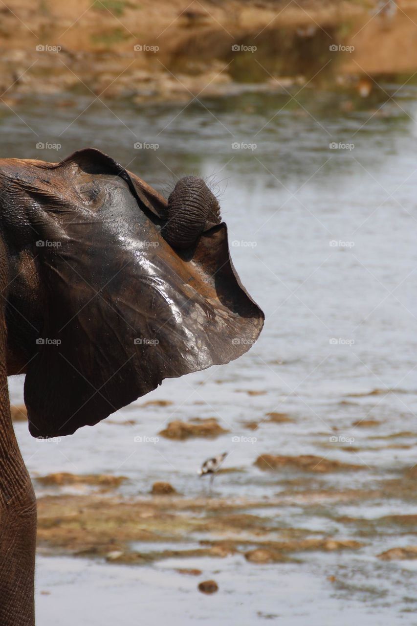 An elephant scratching his ear 