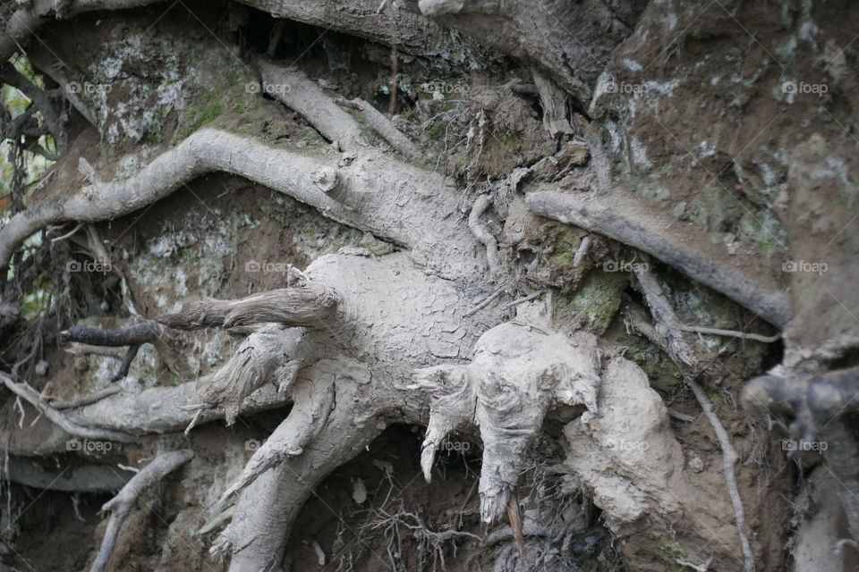 fallen trees roots
