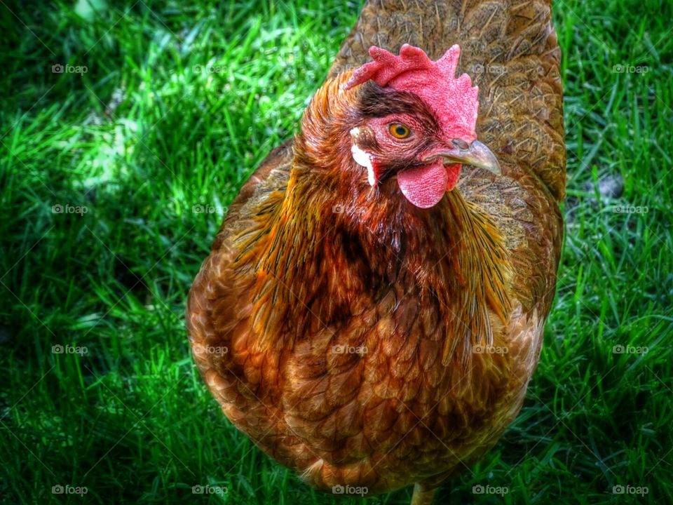 Rhode Island Red. My chiken Malia