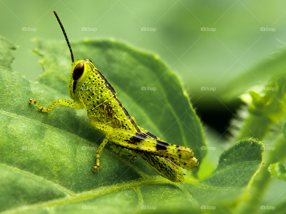 A young grasshopper is foraging on a leaf. Its wings have not yet fully grown. Would you give it wings?