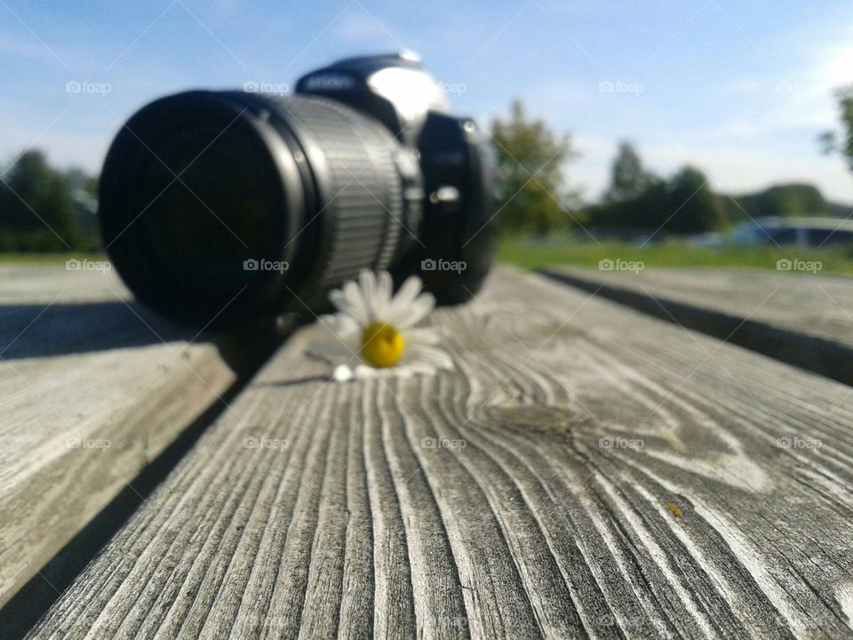 camera on background. wooden texture, camomile and camera