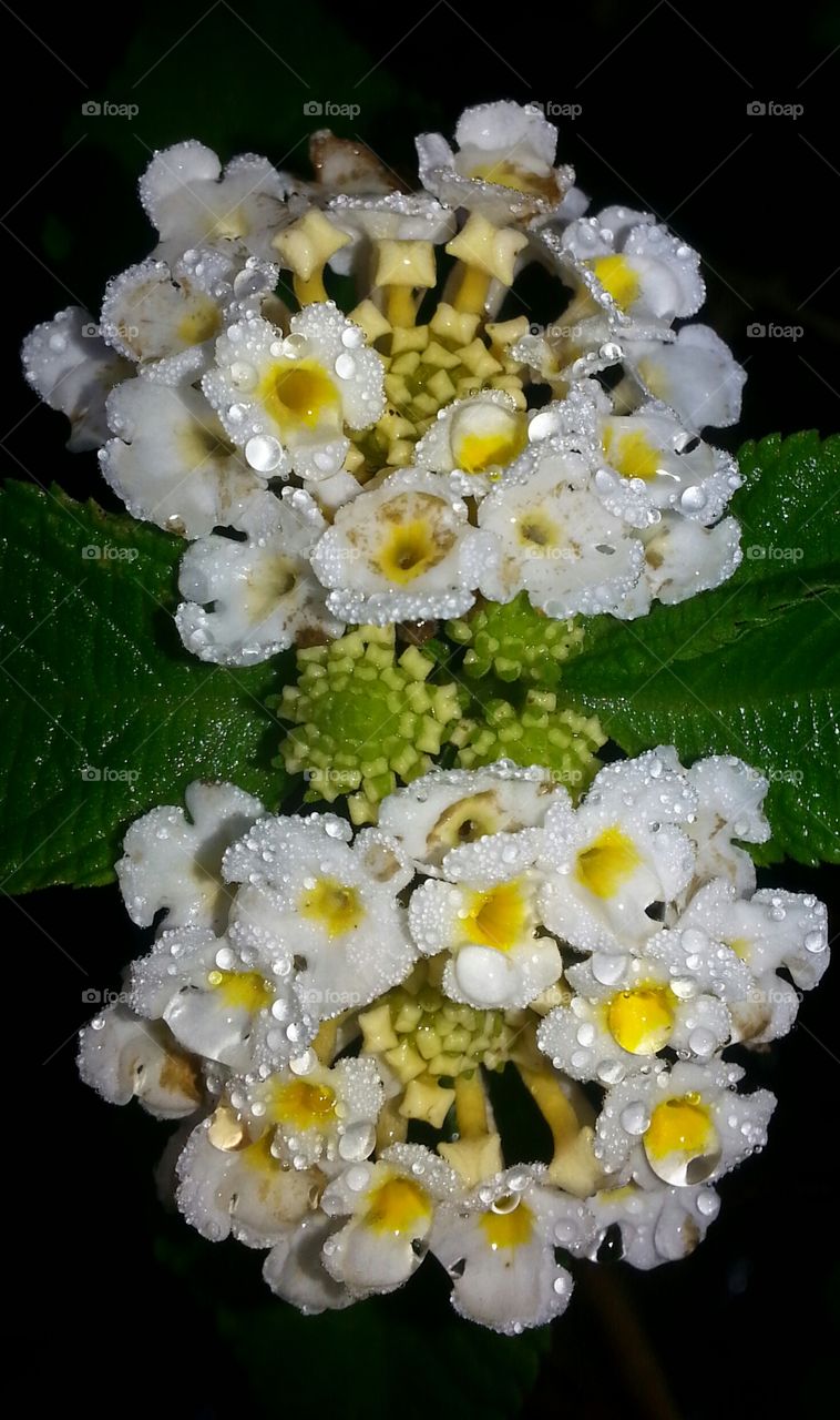 Lantana