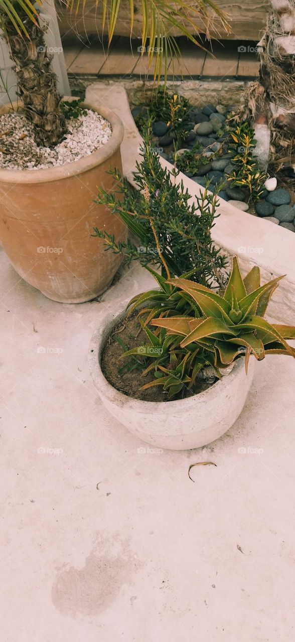 beautiful pots of plants