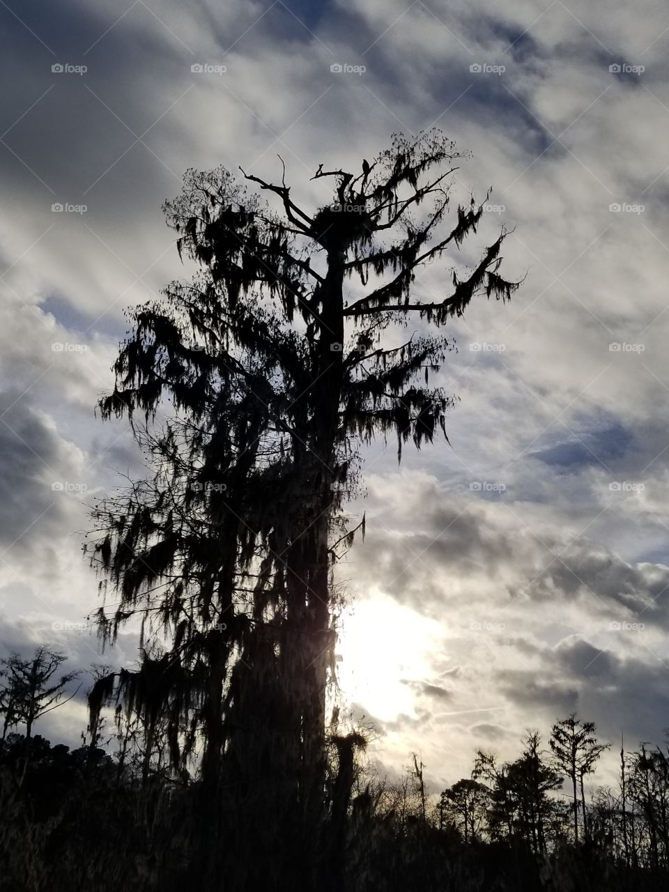 mossy tree with eagle nest